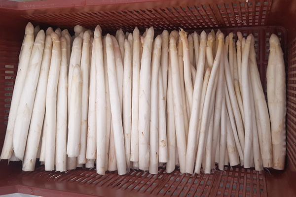 Spargel